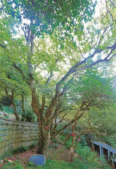 普陀鹅耳枥有着“地球独子”的称号 。图片来源 中国绿色时报