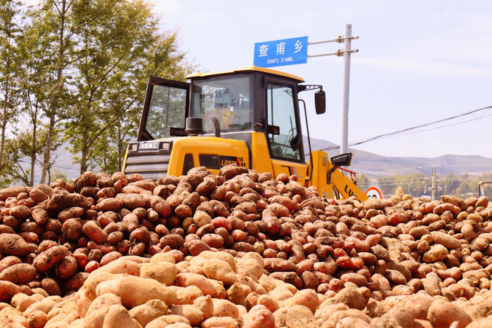 查甫乡丰收的“青薯9号”。通讯员 李玉峰 摄