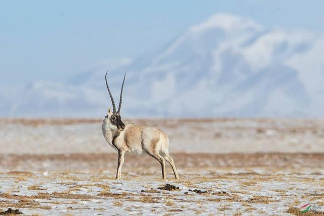 藏羚羊野外种群恢复到30余万只。供图 青海省林草局