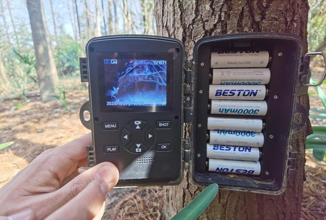 红外相机抓拍到獐的照片，位于屏幕左下角。 陈玺撼摄