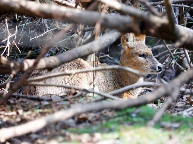 松江叶榭獐极小种群恢复与野放基地内，胆小的獐躲在枯树枝叶堆中。 李茂君摄