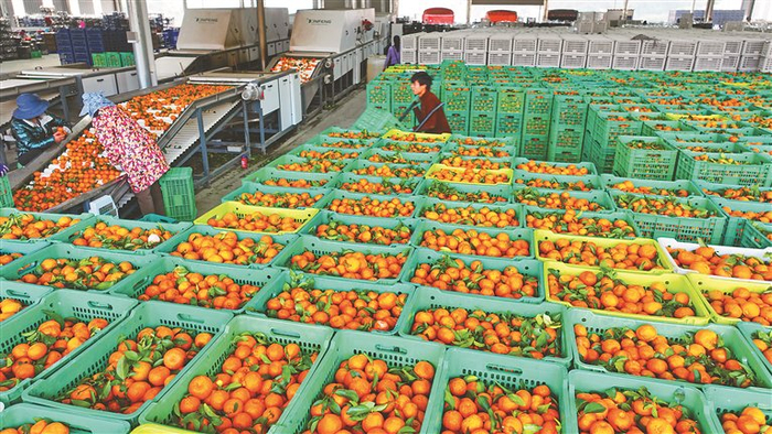     广西西林县果农在市场内分拣砂糖橘外运。覃蔚峰摄