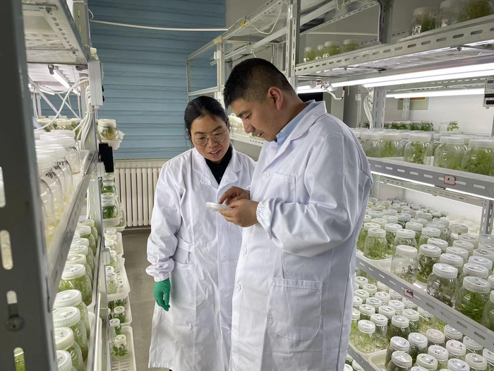 马铃薯育种团队工作人员正在实验室进行脱毒苗检测。省农林科学院供图
