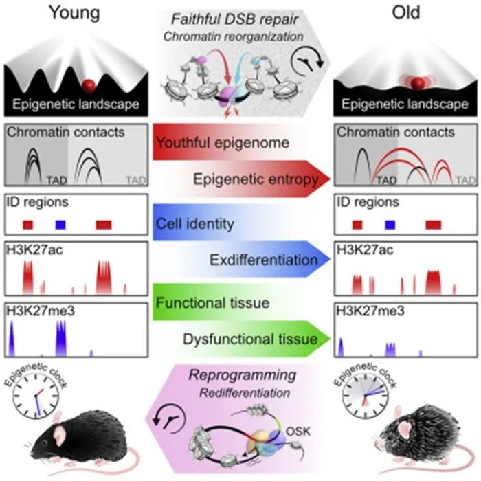 来源：《Loss of epigenetic information as a cause of mammalian aging》