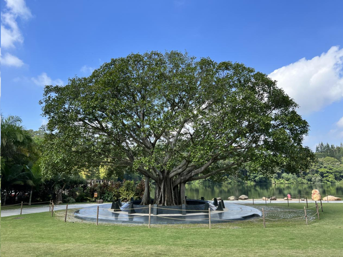 当年手植的高山榕，今已亭亭如盖。