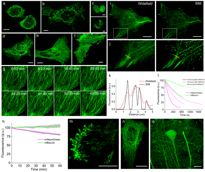 图4. mBaoJin融合蛋白的成像和膨胀显微成像代表图