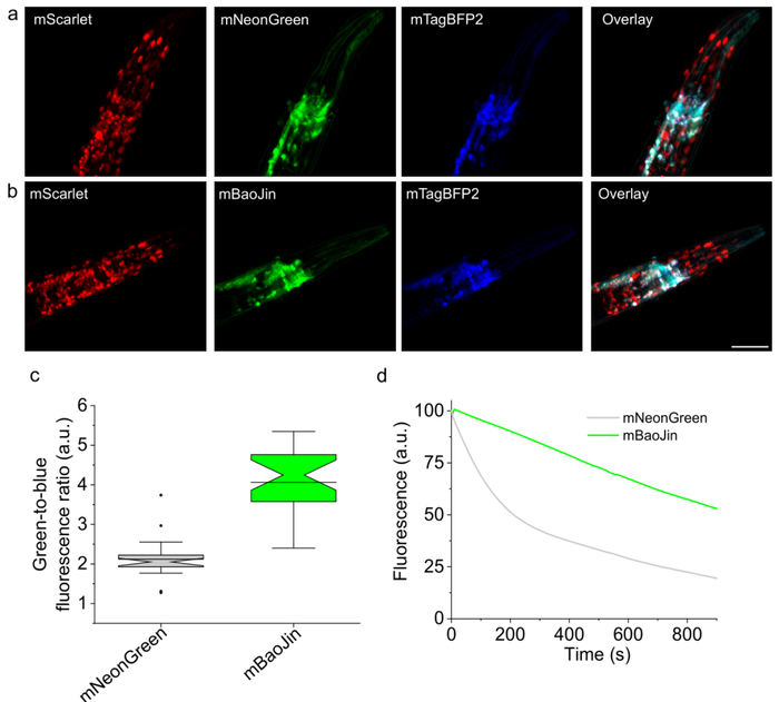 图5. mBaoJin在线虫神经元内表达的代表图及对其亮度和光稳定性的检测