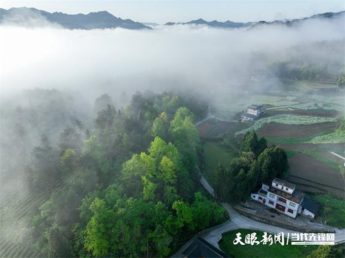 贵州省遵义市凤冈县土溪镇大连村水天平组,高山密林云雾缭绕,空气清新