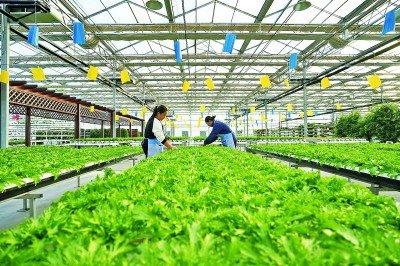 河北省迁西县大力发展现代农业，图为2023年12月27日，农民在迁西县五海生态观光园内打理无土栽培的蔬菜。新华社发