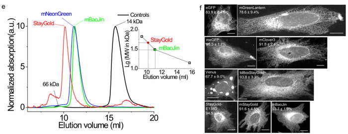 图2. 利用液相色谱和HeLa细胞验证mBaoJin蛋白的单体状态