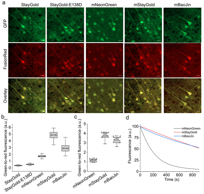 图6. mBaoJin在小鼠大脑皮层神经元中表达的代表图及对其亮度和光稳定性的检测