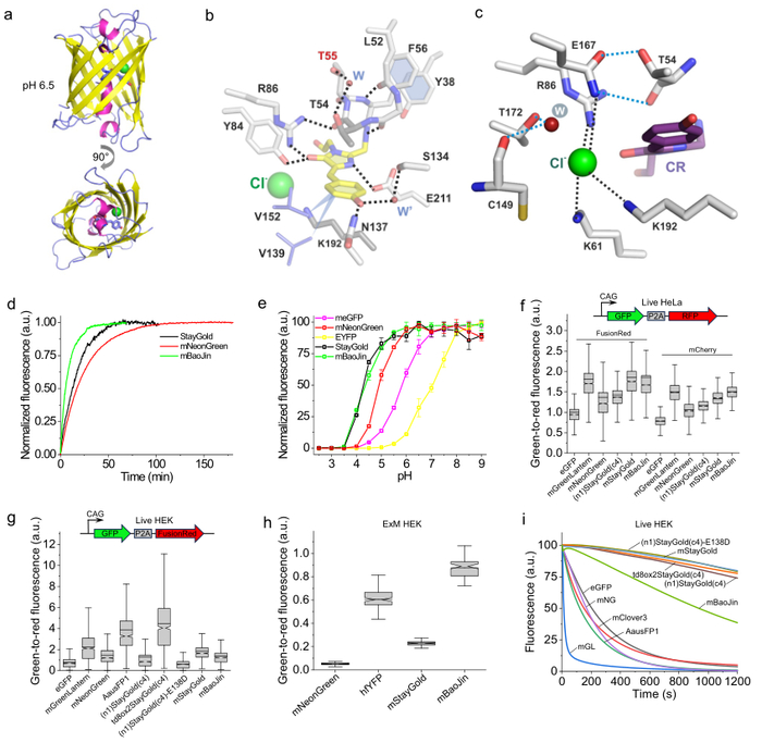 图3. mBaoJin晶体结构、成熟时间、pKa值、细胞内亮度、膨胀显微前处理耐受性和光稳定性的表征