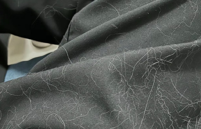 图/养猫同事的日常