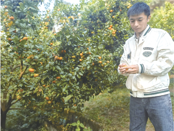 △周泓辰在了解沙糖桔种植情况。受访人供图