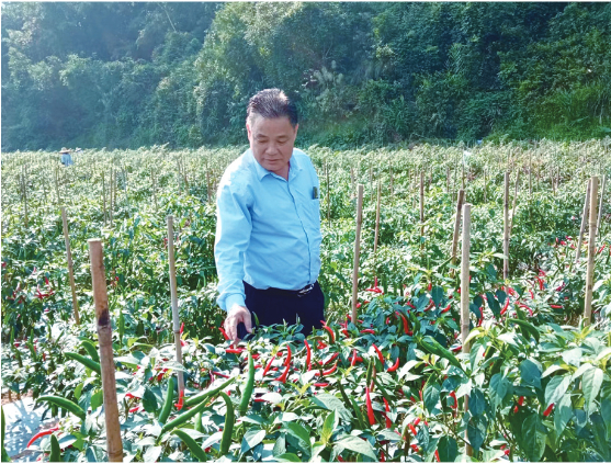 △戴国荣在村里的辣椒基地了解辣椒生长情况。（受访者供图）