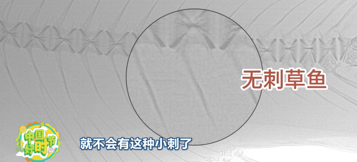 △普通草鱼和“无刺”草鱼X光片对比