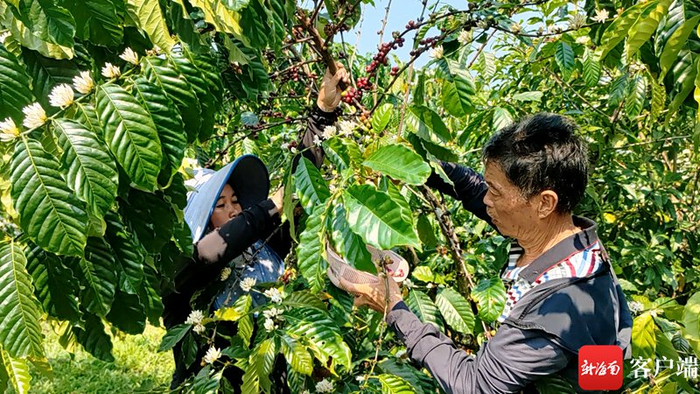　　工人采摘咖啡果。张野 摄
