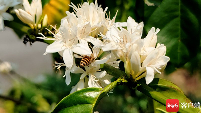 　　蜜蜂在咖啡花间采蜜。张野 摄