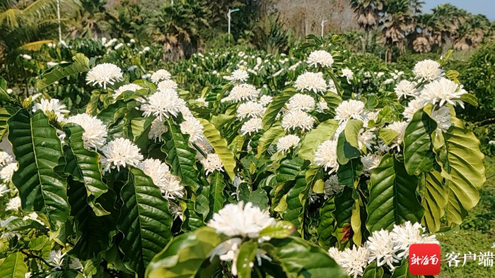 　　咖啡树开花。张野 摄