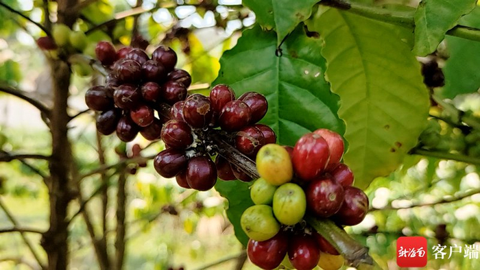 　　红彤彤的咖啡果挂在枝头。张野 摄