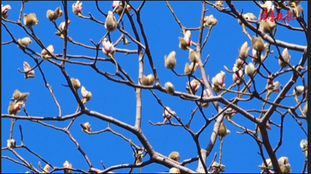 济南早春阳光灿烂，趵突泉景区春意盎然。摄影  周青先
