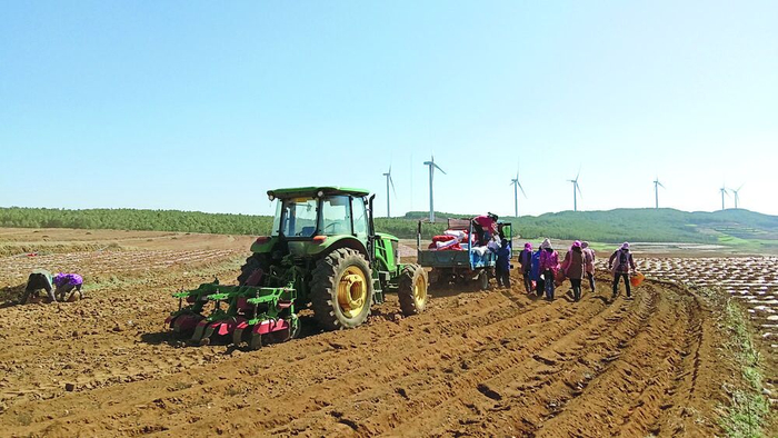 徐嵩钦 摄云南寻甸:"青薯9号"的农业力量"耕"意味着付出,也孕育着希望