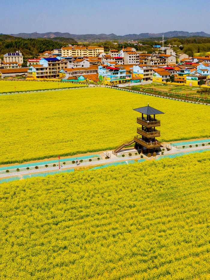 2023年3月14日，咸安区高桥镇的网红油菜花田一片金黄色，吸引游客纷至沓来。（湖北日报全媒记者 魏铼 摄）
