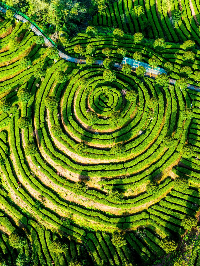 2023年4月9日，恩施市白杨坪镇洞下槽村的茶农抢晴天采摘春茶。（视界网 文林 康林 摄）