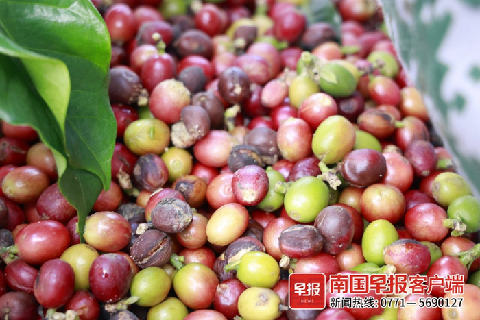 ▲村民采摘成熟的咖啡豆。方平 摄