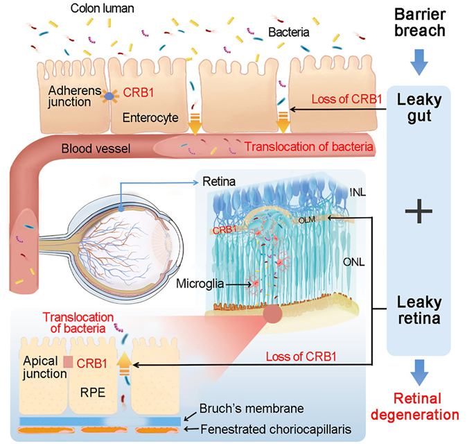 图片来自Cell, 2024, doi:10.1016/j.cell.2024.01.040