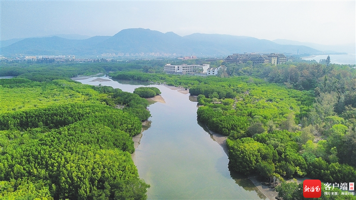 俯瞰三亚青梅港红树林保护区。蓝丝带 供图