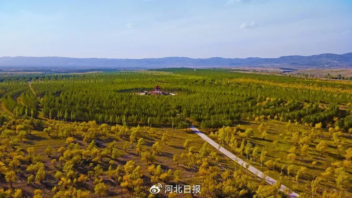俯瞰张连印将军带领乡亲们植下的万亩林场，满目葱茏。（资料图）河北日报记者赵永辉摄