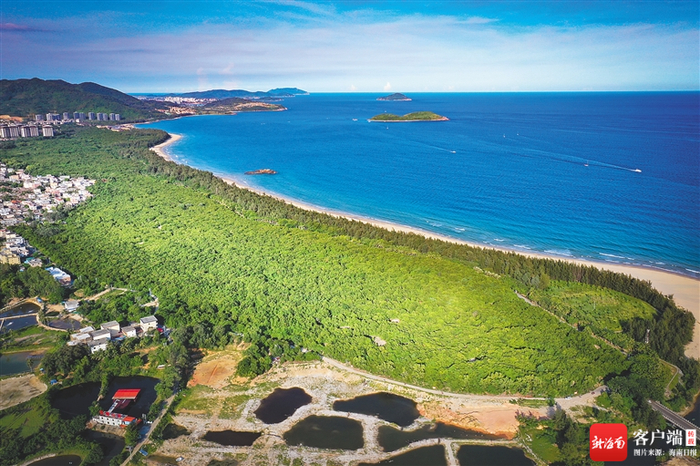 万宁石梅湾一带的青皮林，遮蔽着多条道路。万宁市融媒体中心 供图
