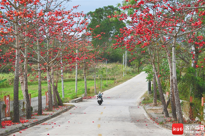 春天里，昌江黎族自治县七叉镇乡村道路旁木棉花盛开。清风 摄