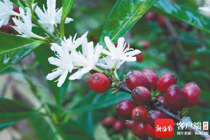 万宁兴隆的咖啡树上，盛放的咖啡花和红色咖啡果。通讯员 杨师忠 摄