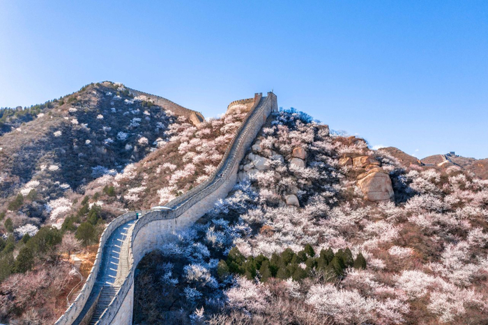 初春时节，北京市延庆区，漫山遍野的山桃花绽放，与水关长城交织成别样春景。北京日报记者 潘之望 摄