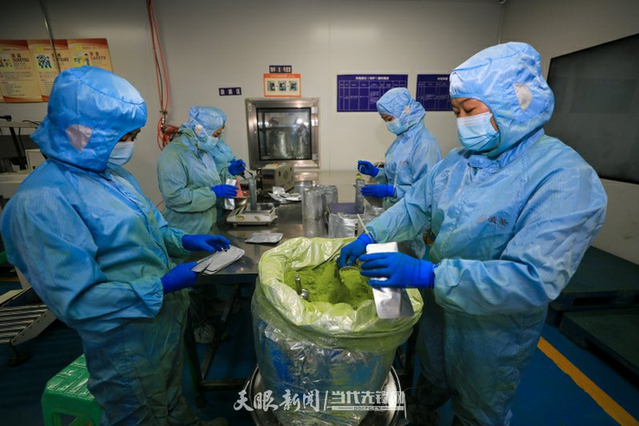 江口县梵净山大健康医药产业示范区内抹茶生产线铆足马力满负荷生产，订单式加工抹茶供应市场。李鹤 摄