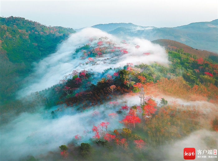 无人机视角下白沙九架岭云雾缭绕中的木棉花景观。吴清炳 摄