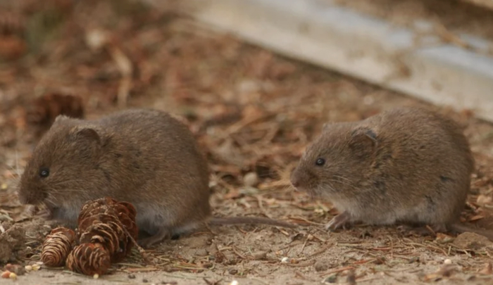 图源：百度百科