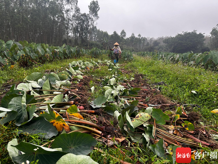 村民正在挖红芋。林文泉/摄