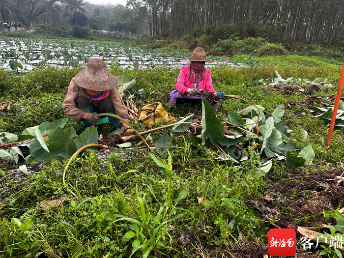 村民在地里整理刚挖出来的红芋。林文泉/摄