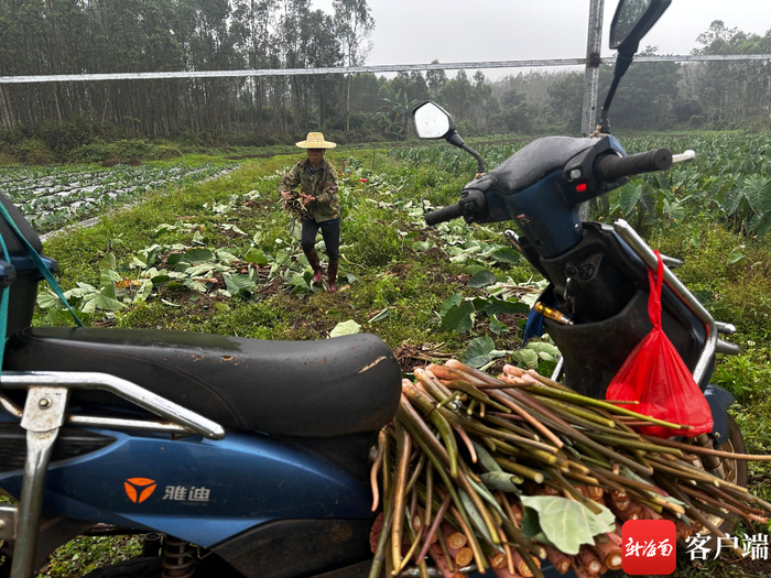 村民将芋头梗收集起来便于销售。林文泉/摄