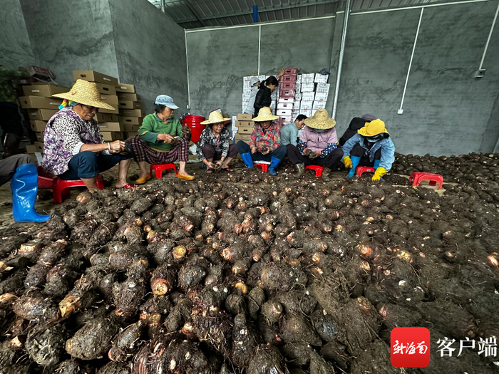 村民清理红芋表面的泥土。林文泉/摄
