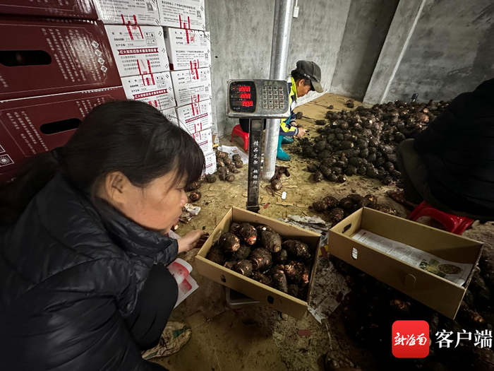 村民将红芋称重后装箱打包。林文泉/摄