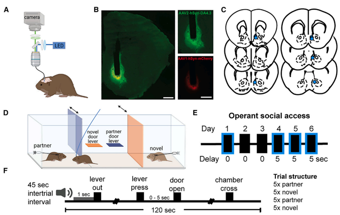 多巴胺测量方式示意图