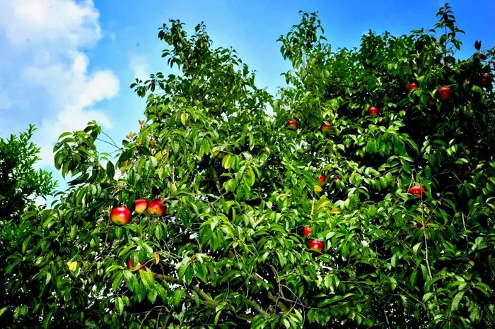 △ 广宁红花油茶果实。图源广宁发布