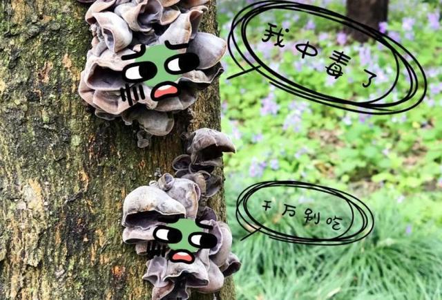香樟上的木耳。 图片来源：上海林业