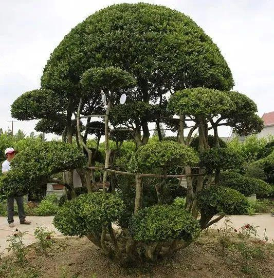 74%,树木有春意|黄杨|林中|崇明_新浪新闻