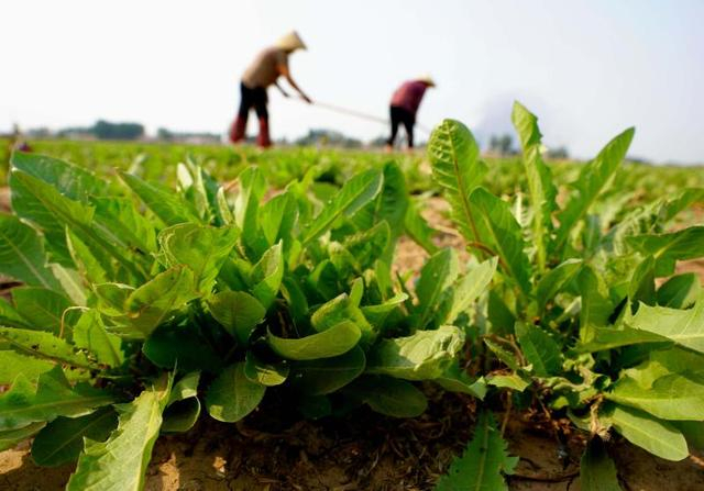 农民在田间给蒲公英除草。 图片来源：新华社