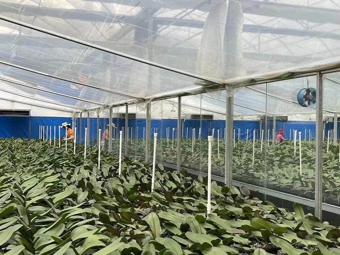 △ 四会市石狗镇程村村兰花种植基地，工作人员在三村联合建设的温室种植棚打理花卉。肇庆市融媒体中心记者 戴福钿 摄
